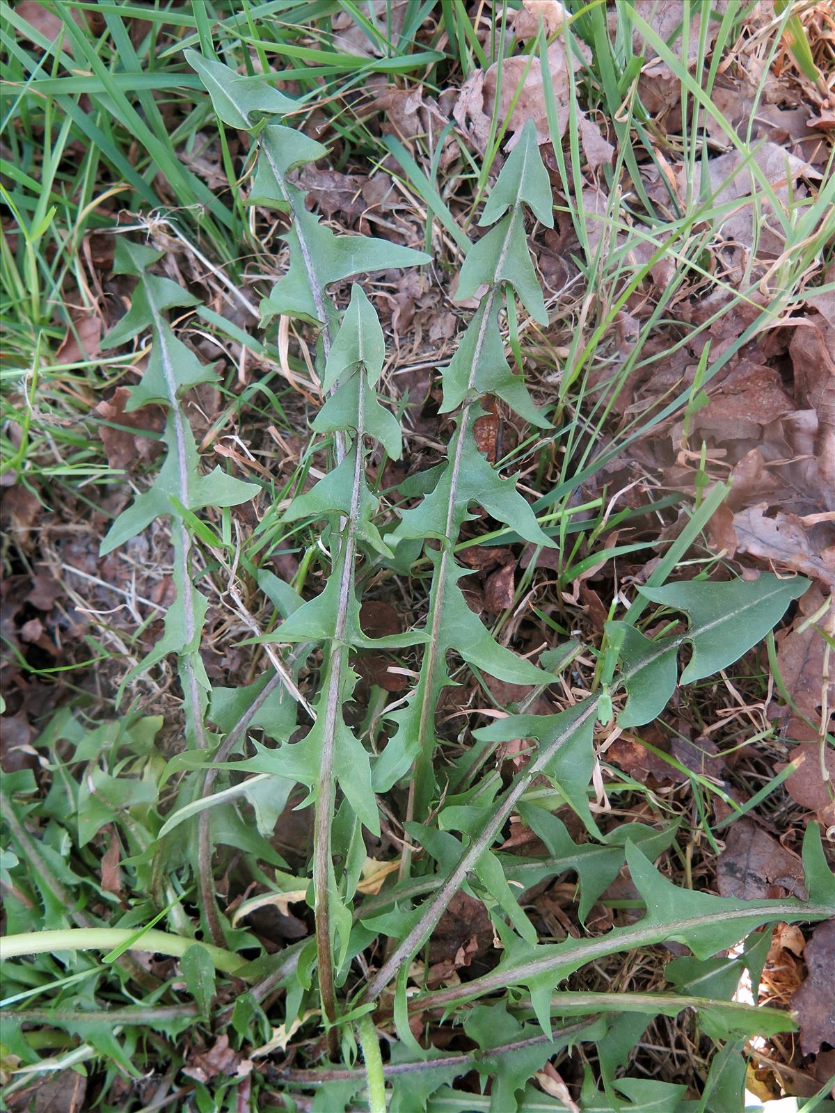 Taraxacum lancidens (door Otto Zijlstra)