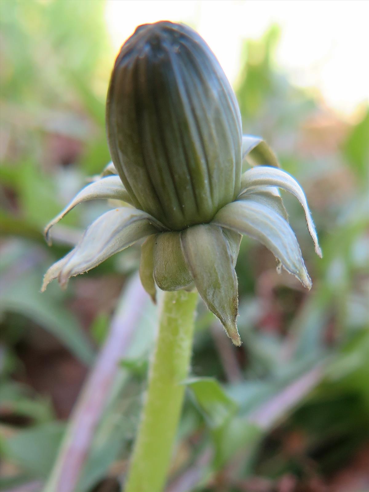 Taraxacum lancidens (door Otto Zijlstra)