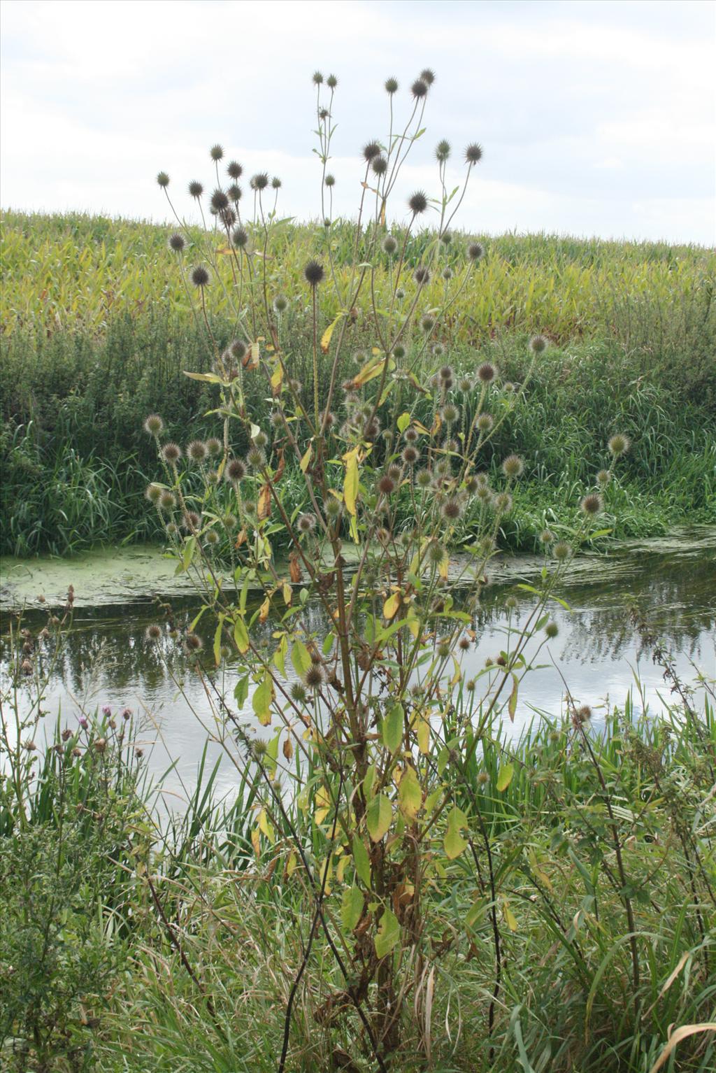 Dipsacus strigosus (door Gertjan van Mill)