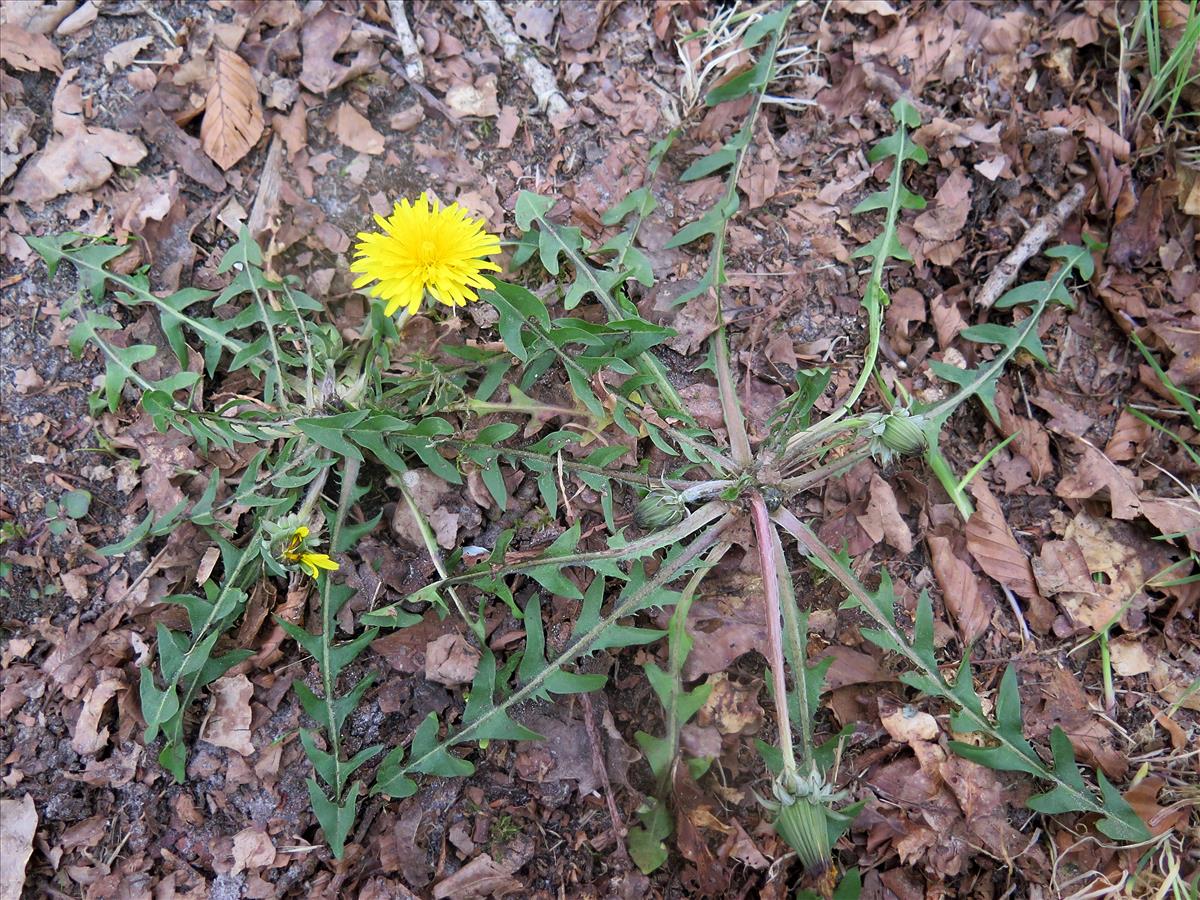 Taraxacum hamatulum (door Otto Zijlstra)