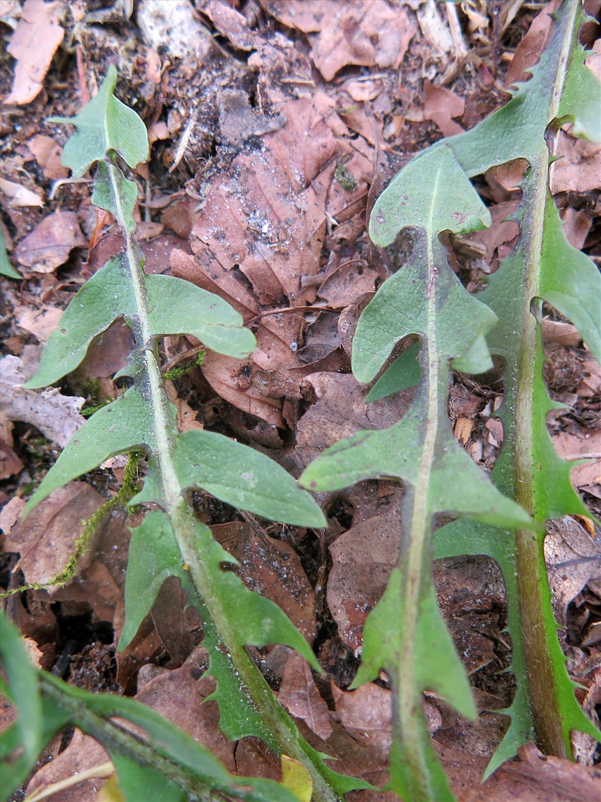 Taraxacum hamatulum (door Otto Zijlstra)