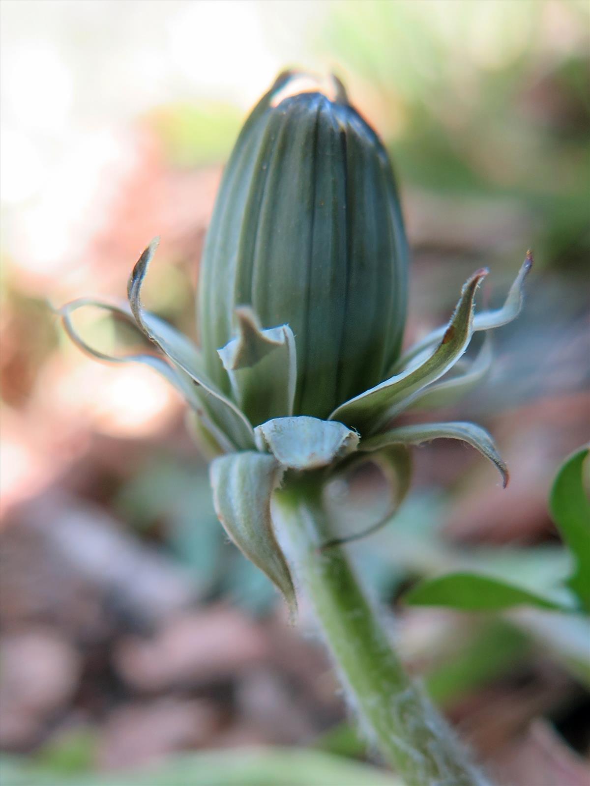 Taraxacum hamatulum (door Otto Zijlstra)