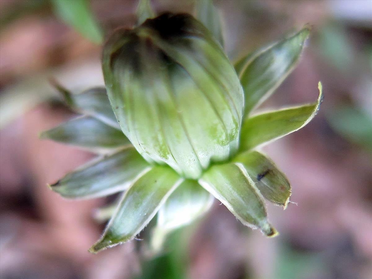 Taraxacum hamatulum (door Otto Zijlstra)