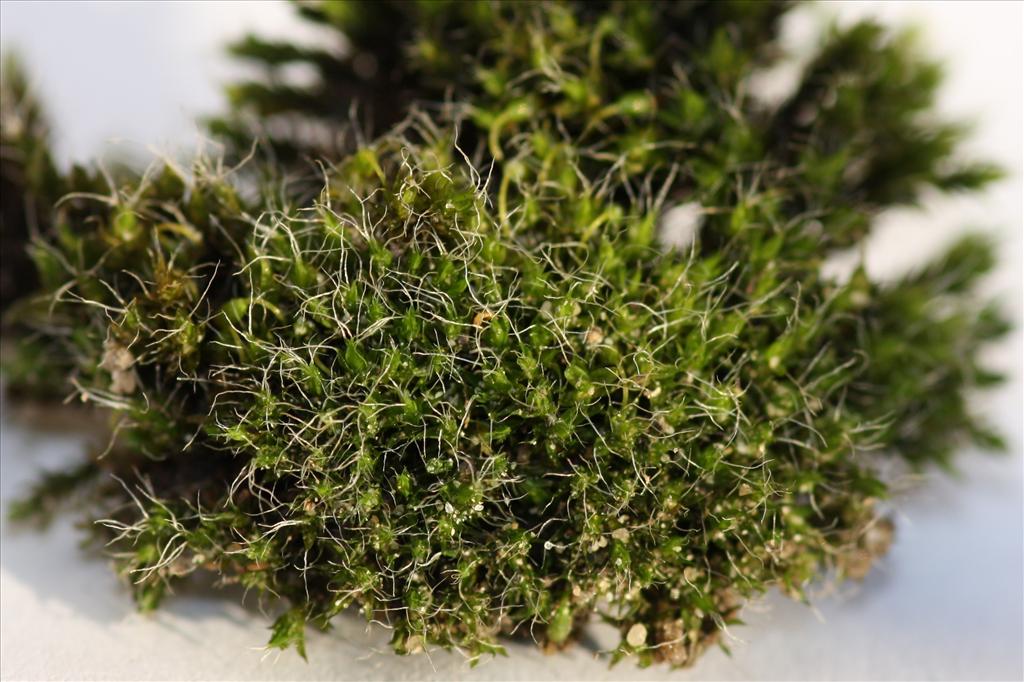 Grimmia pulvinata (door Hans Meijer)