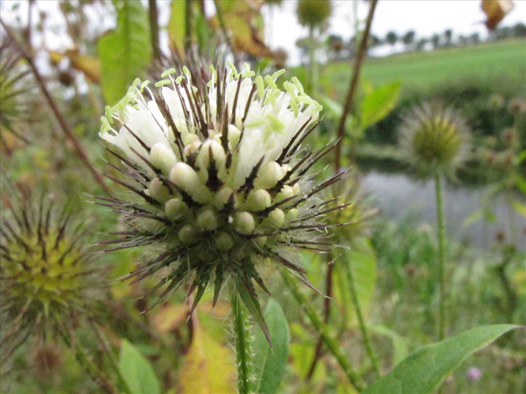 Dipsacus strigosus (door Gertjan van Mill)