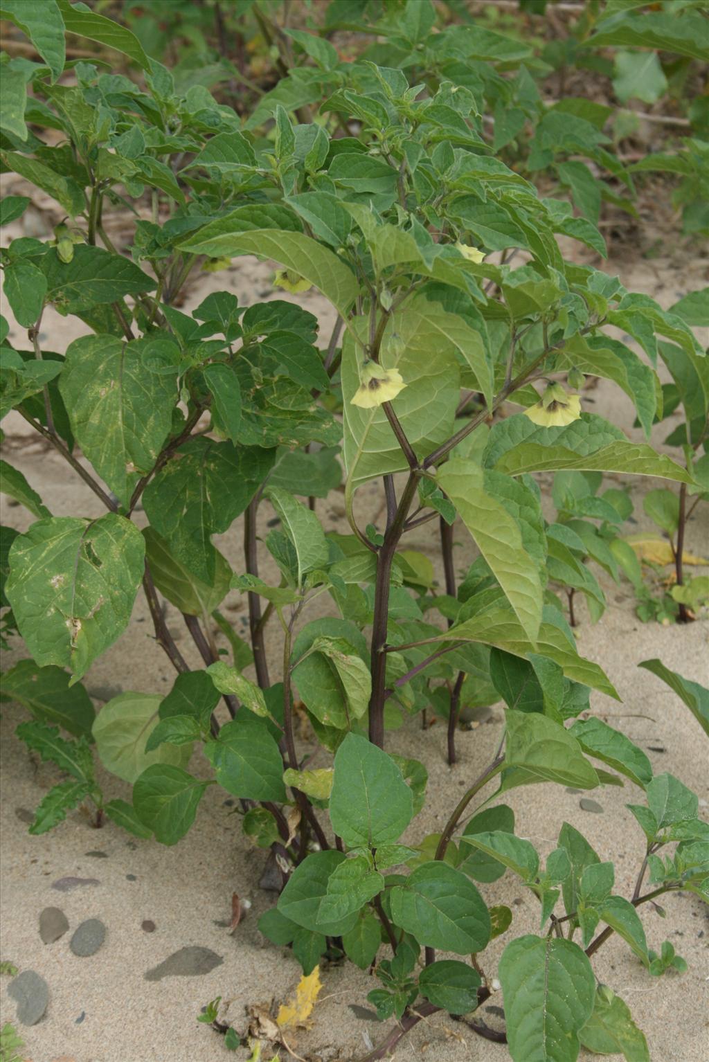 Physalis ixocarpa (door Gertjan van Mill)