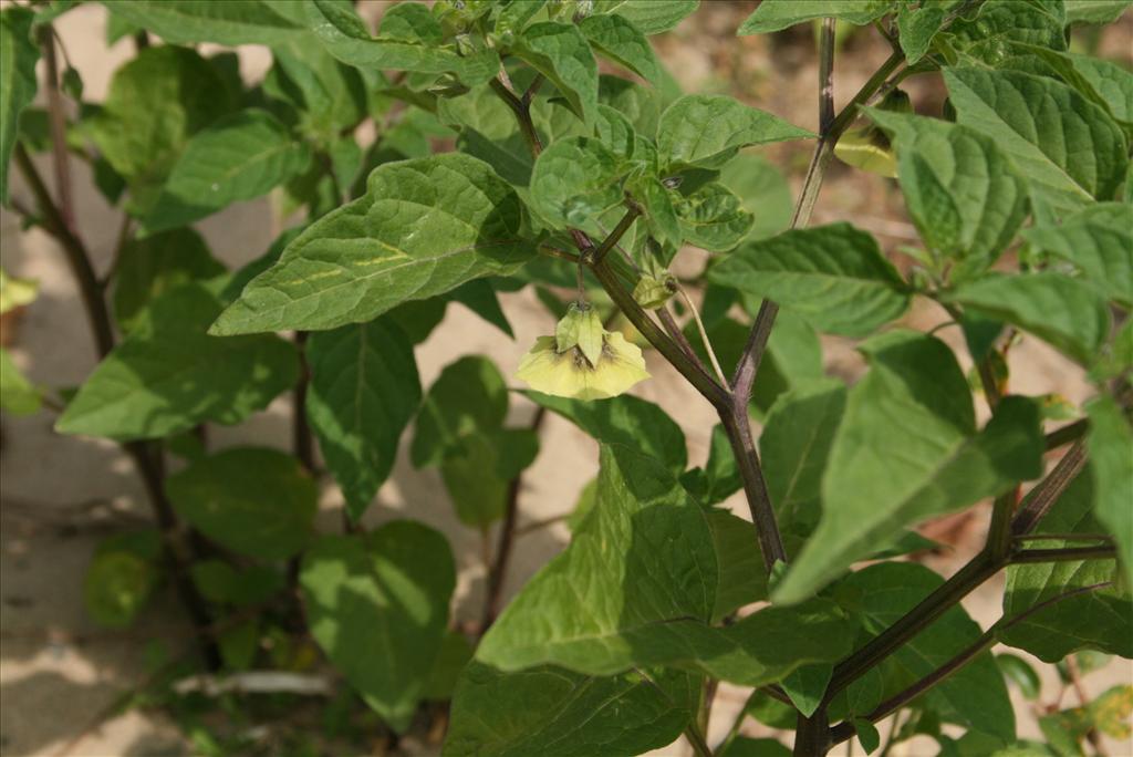 Physalis ixocarpa (door Gertjan van Mill)