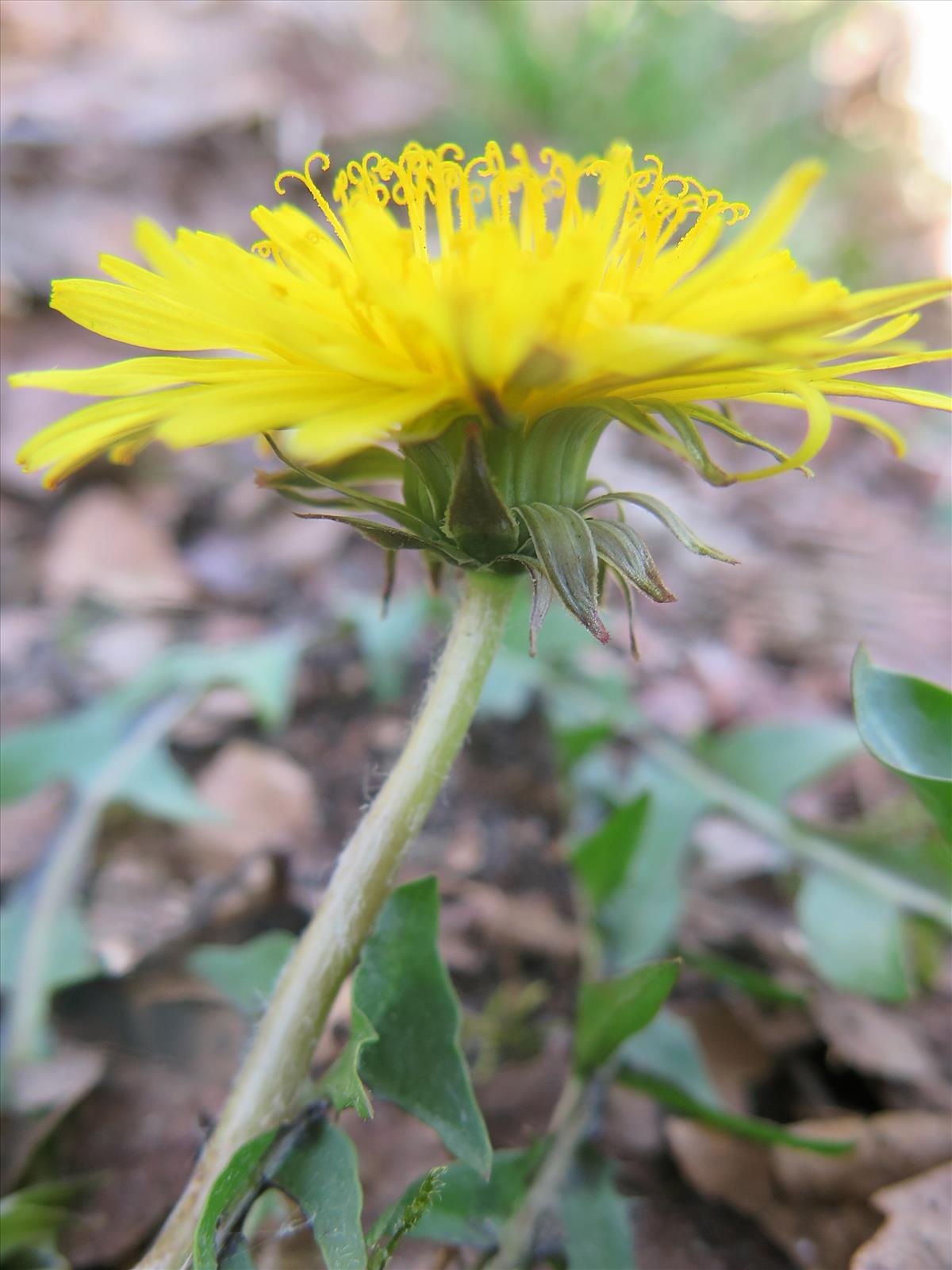 Taraxacum hamatulum (door Otto Zijlstra)