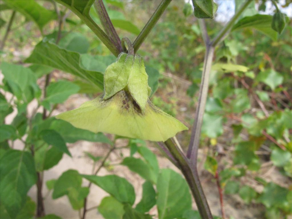 Physalis ixocarpa (door Gertjan van Mill)