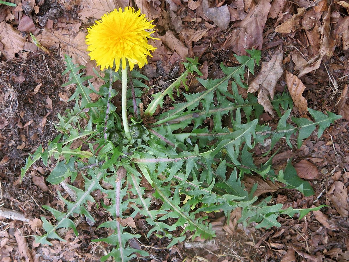 Taraxacum croceiflorum (door Otto Zijlstra)