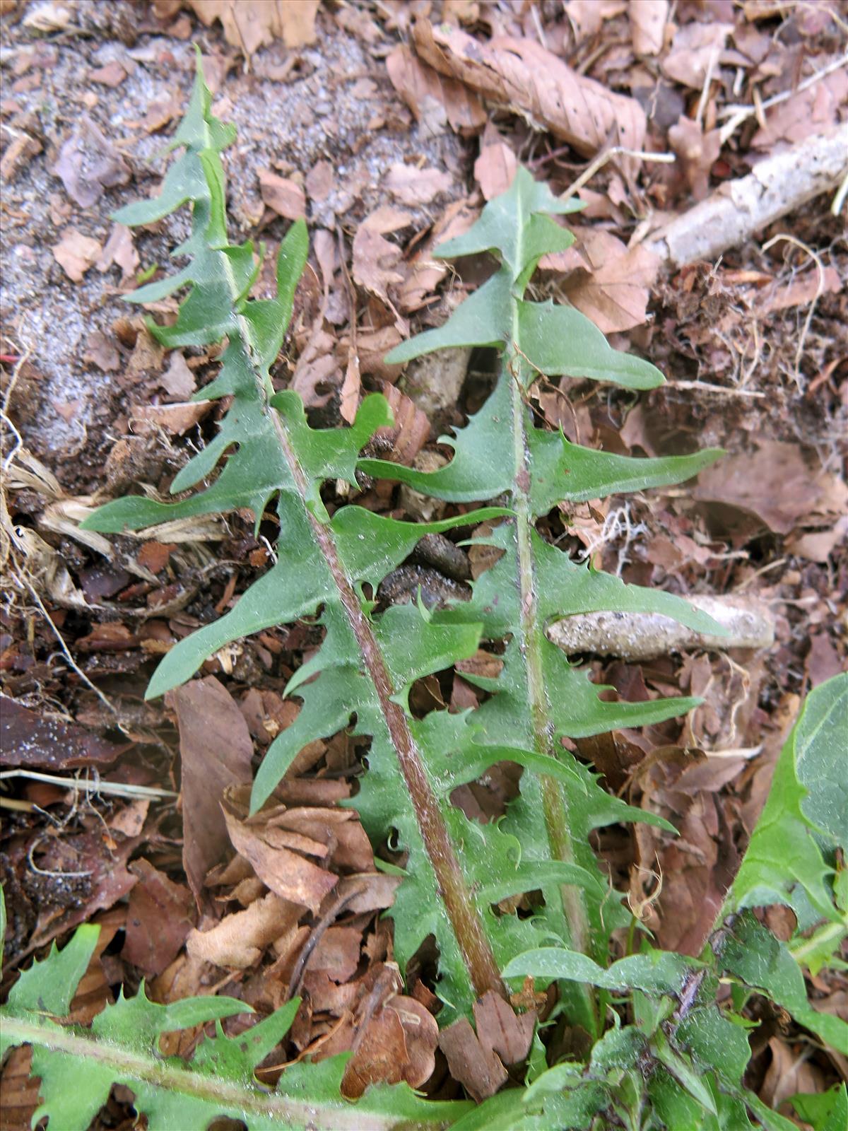 Taraxacum croceiflorum (door Otto Zijlstra)