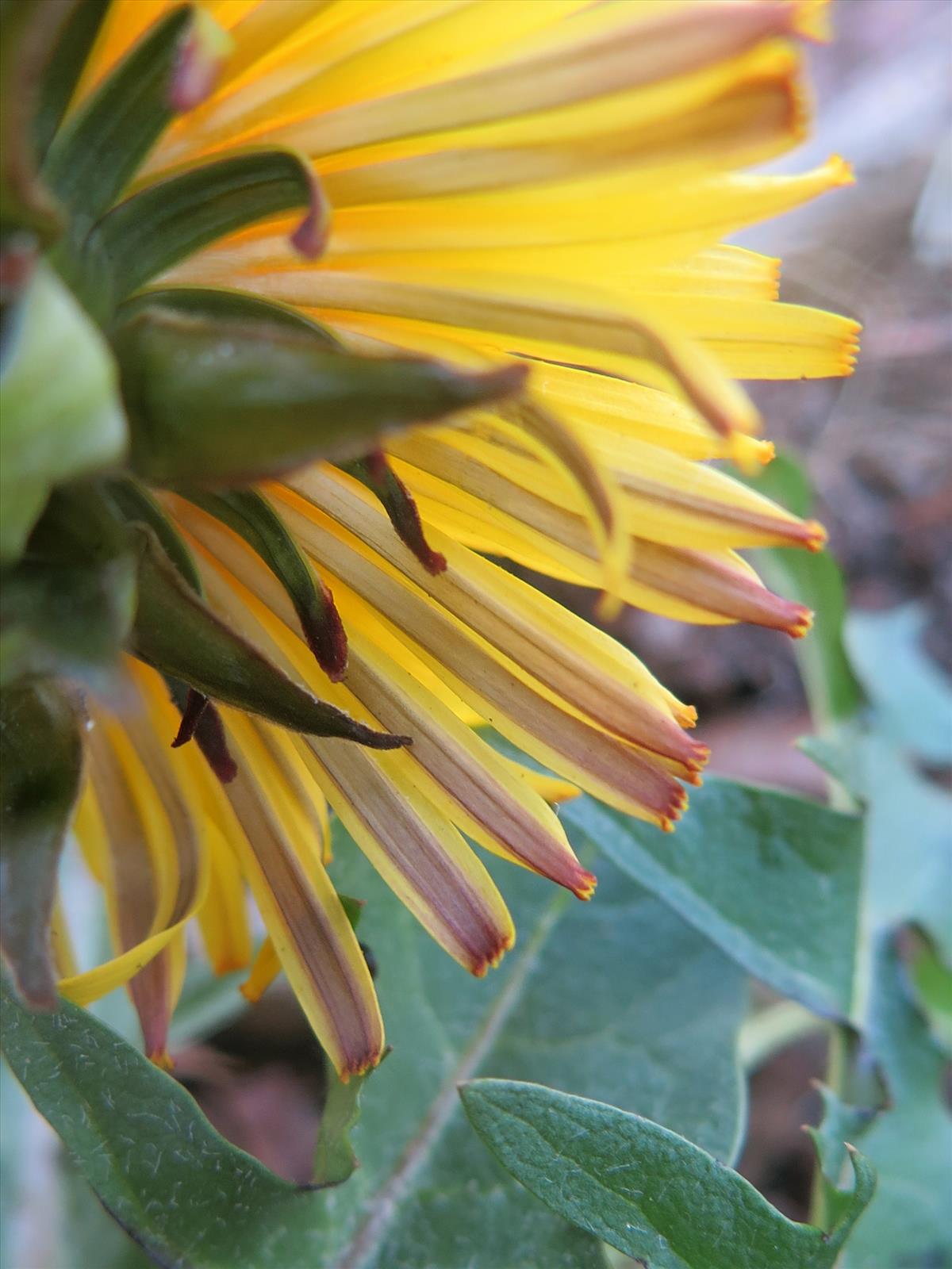 Taraxacum croceiflorum (door Otto Zijlstra)