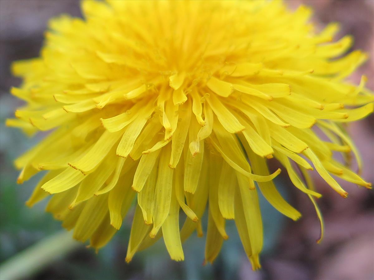 Taraxacum croceiflorum (door Otto Zijlstra)