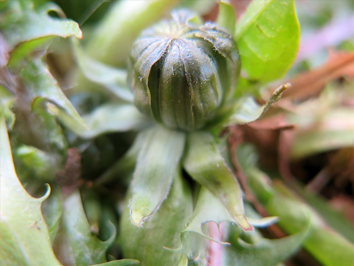 Taraxacum croceiflorum (door Otto Zijlstra)