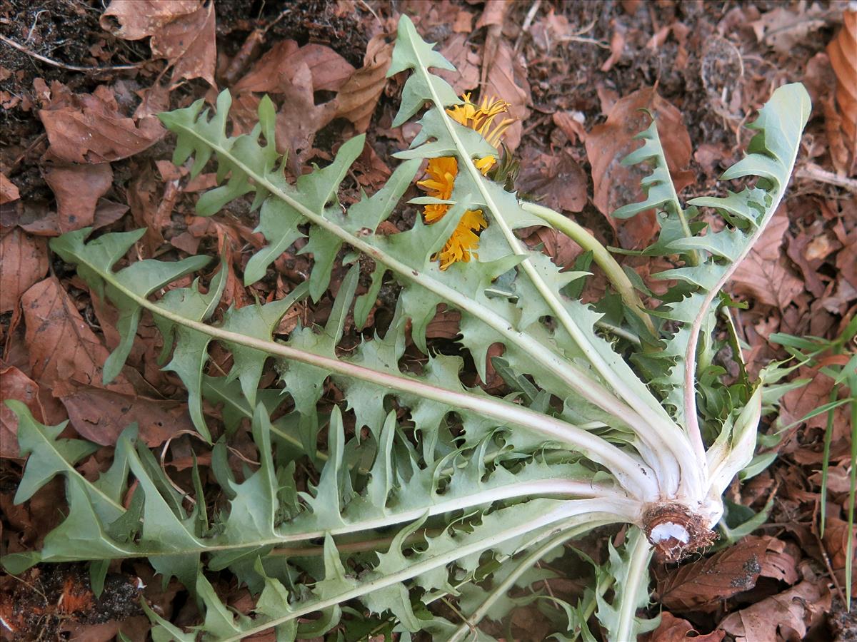 Taraxacum croceiflorum (door Otto Zijlstra)