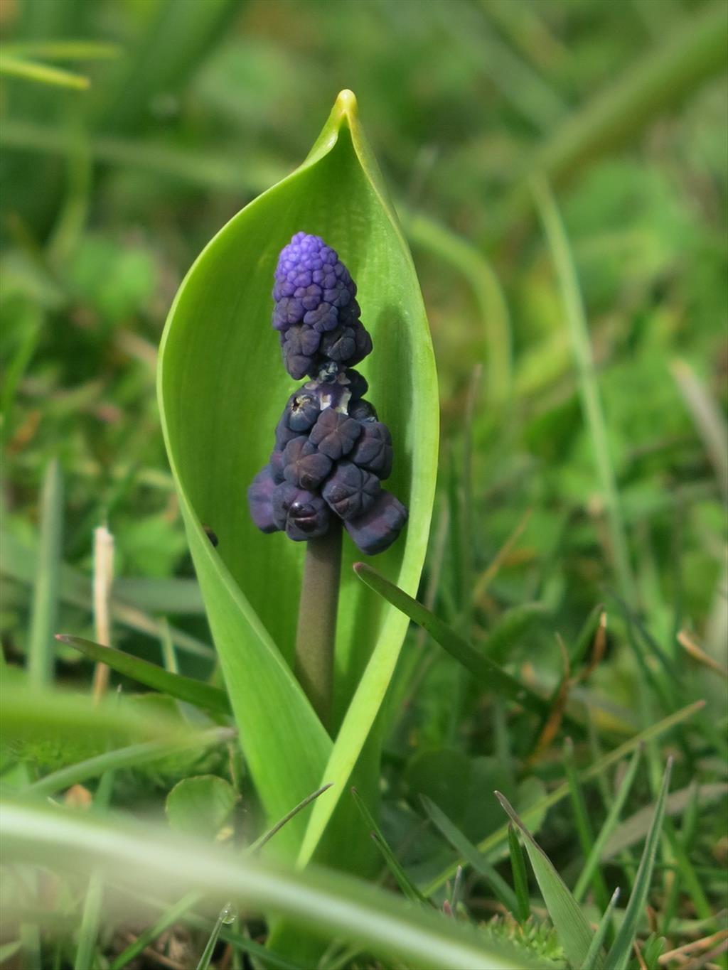 Muscari latifolium (door Hans Toetenel)