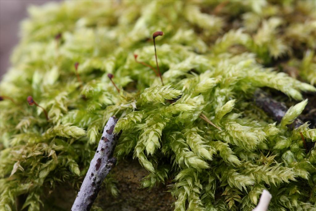 Brachythecium rutabulum (door Hans Meijer)