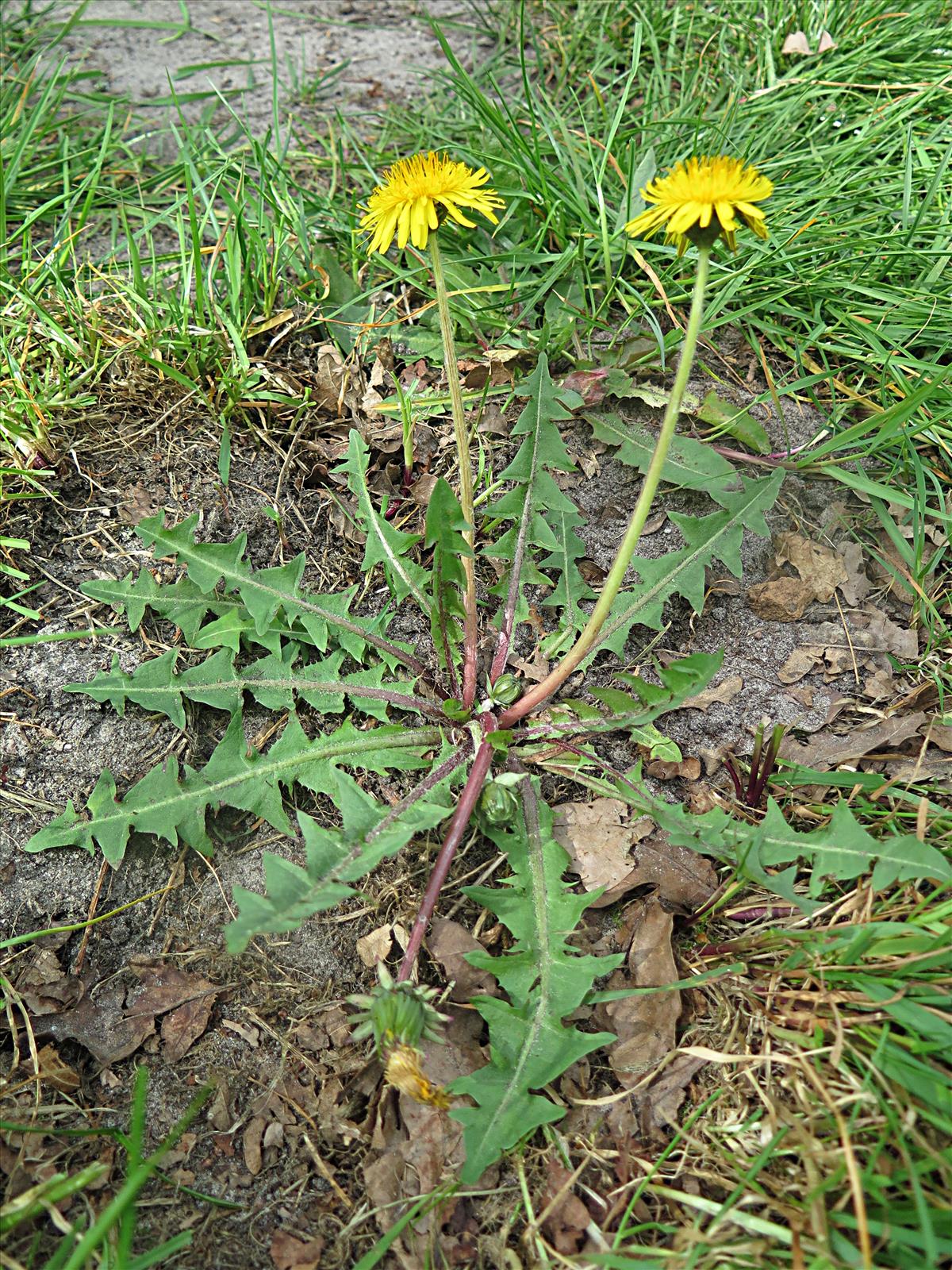 Taraxacum prionum (door Otto Zijlstra)