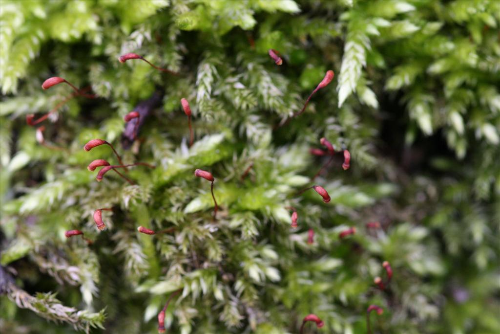 Brachythecium rutabulum (door Hans Meijer)