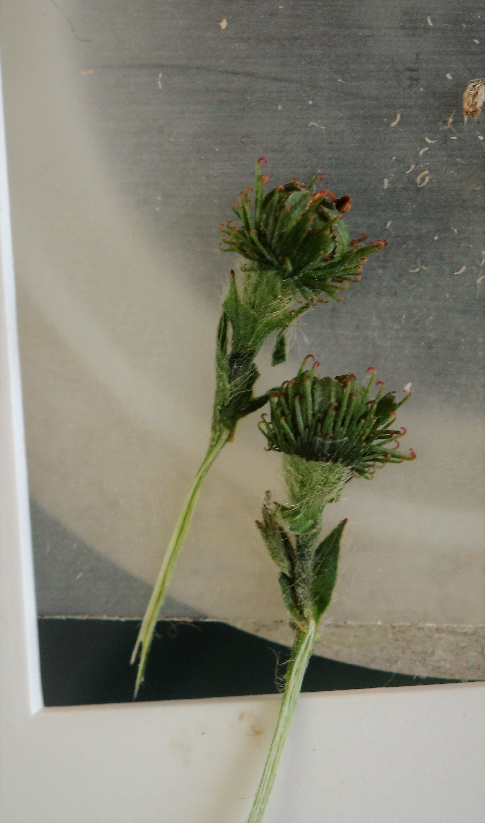 Agrimonia eupatoria (door Vera Vandenbulcke)