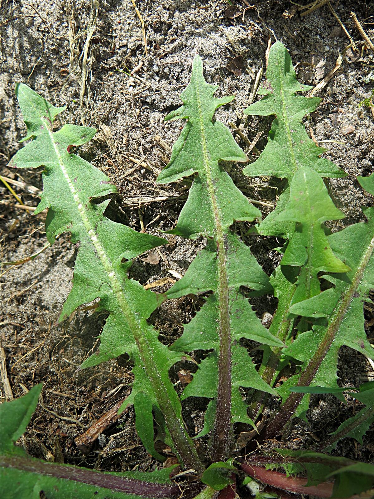 Taraxacum prionum (door Otto Zijlstra)