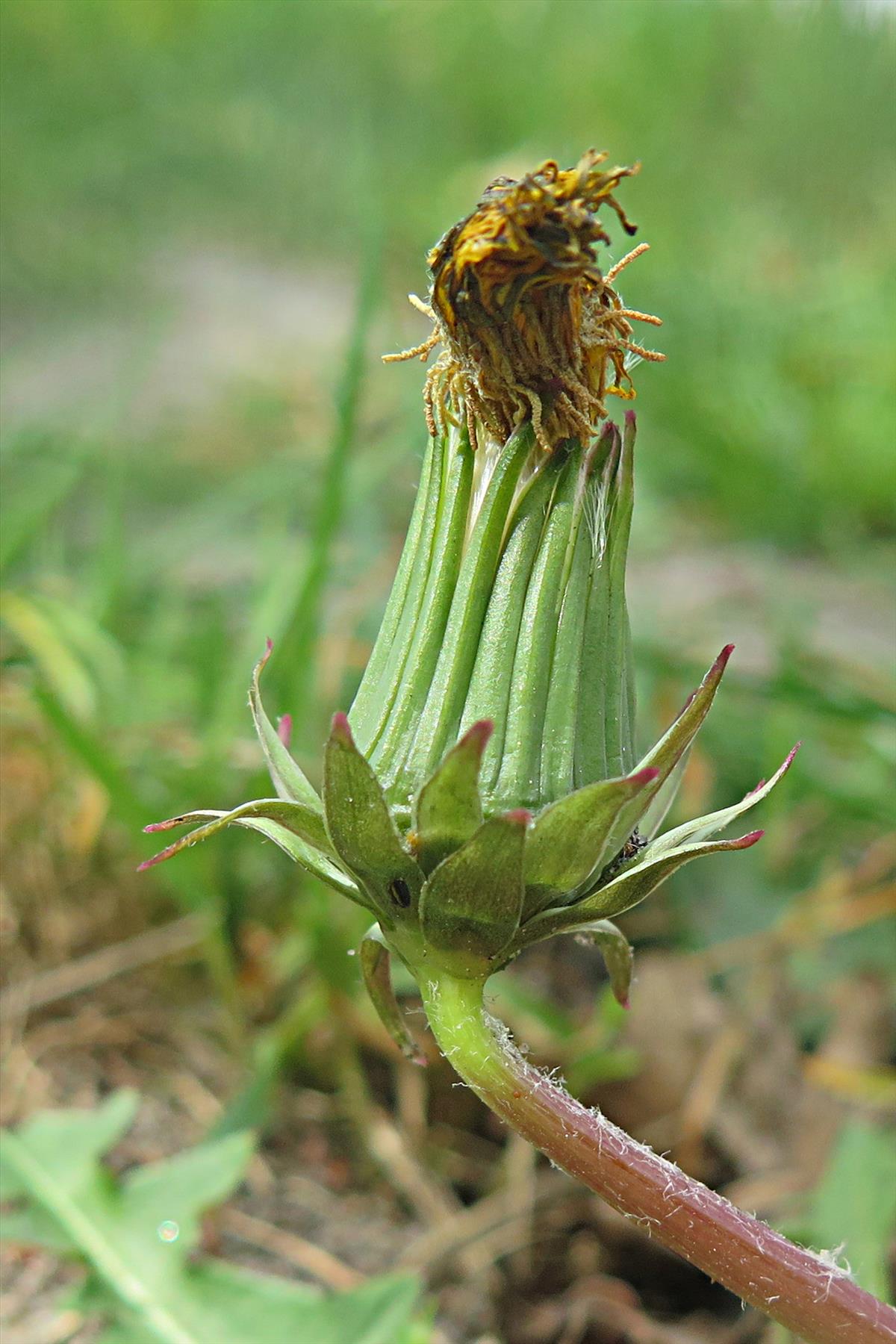 Taraxacum prionum (door Otto Zijlstra)
