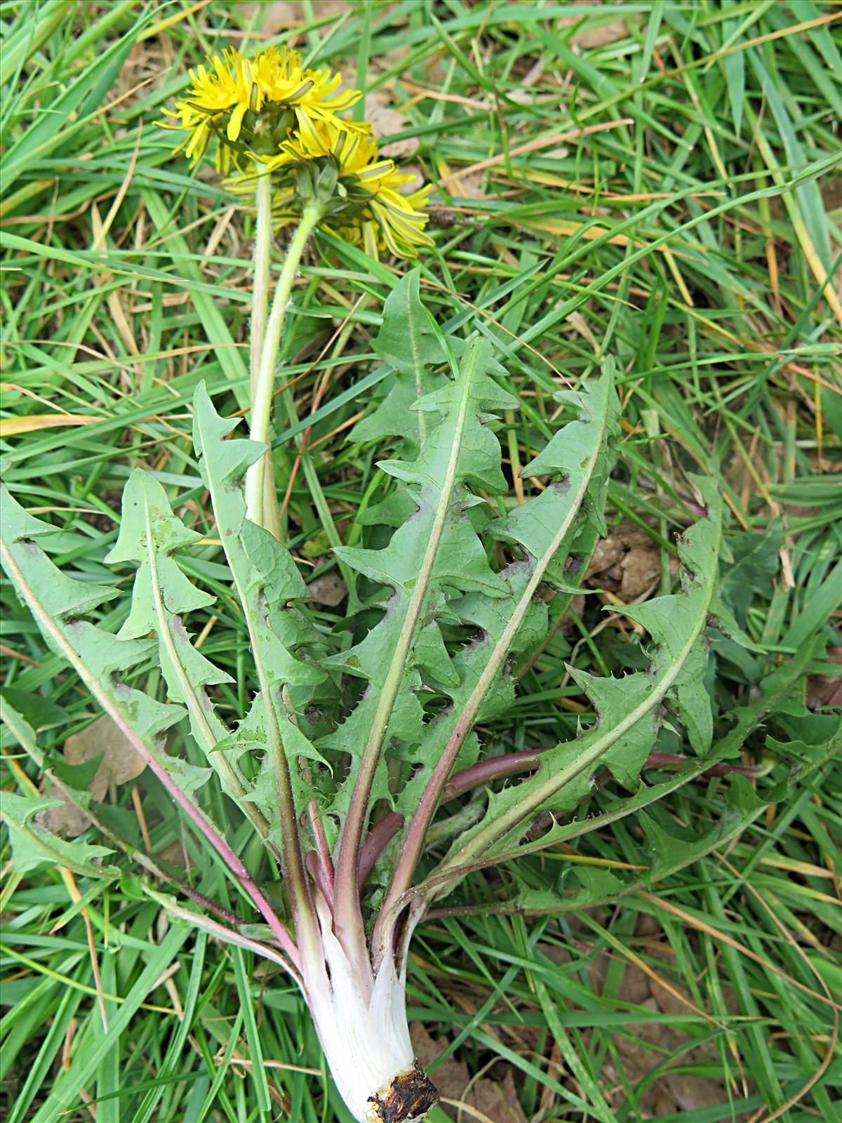 Taraxacum prionum (door Otto Zijlstra)