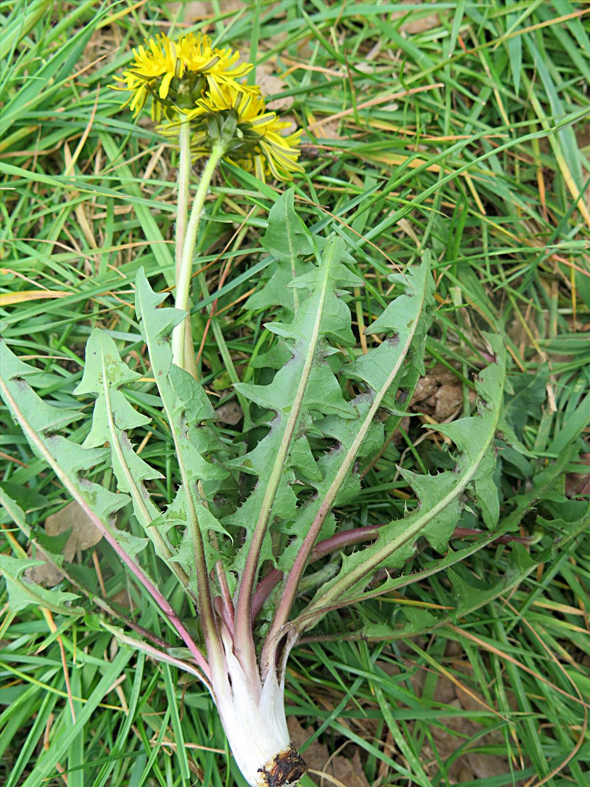 Taraxacum prionum (door Otto Zijlstra)