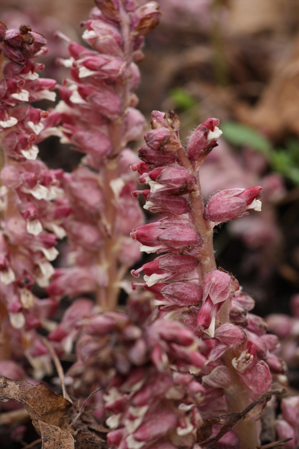 Lathraea squamaria (door Hans Meijer)