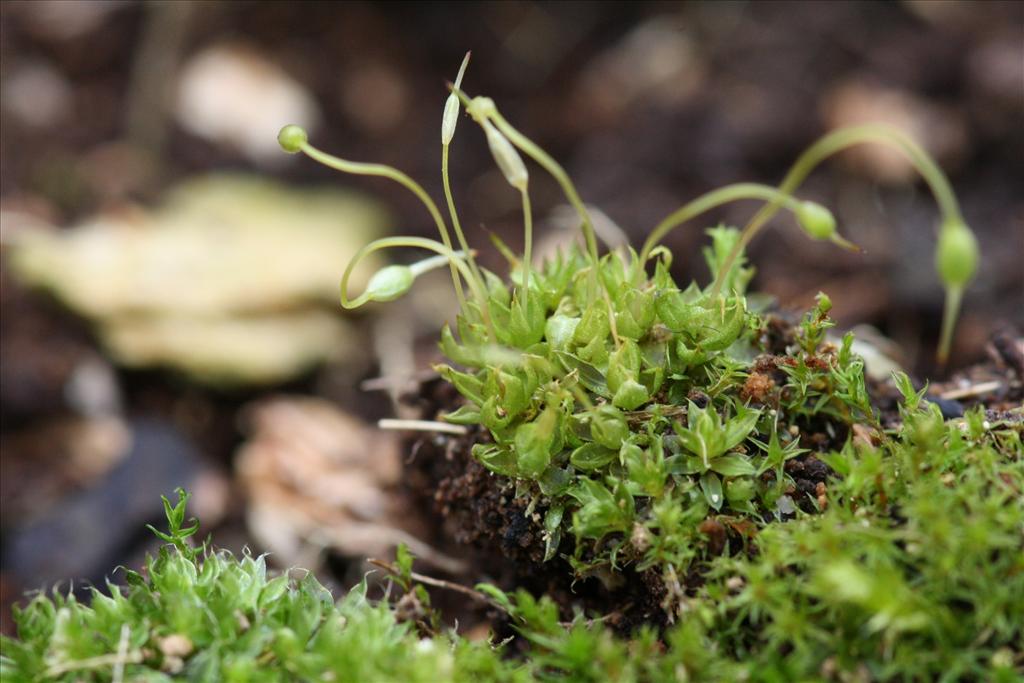 Funaria hygrometrica (door Hans Meijer)