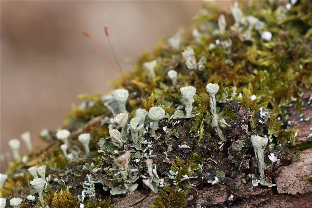 Cladonia humilis (door Hans Meijer)