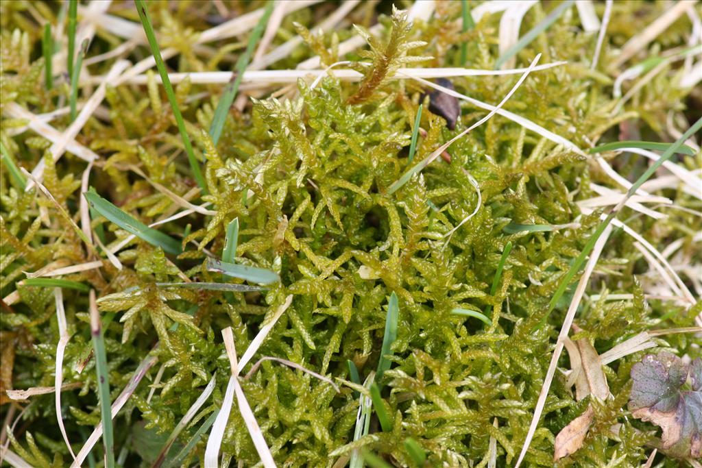 Pseudoscleropodium purum (door Hans Meijer)