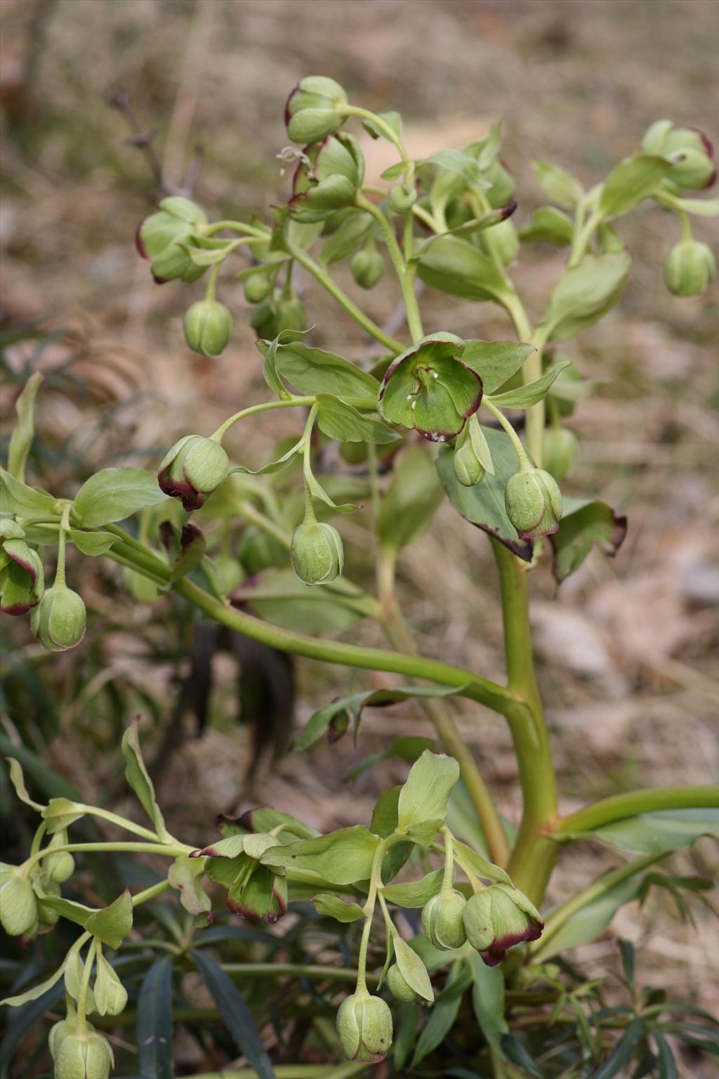 Helleborus foetidus (door Hans Meijer)