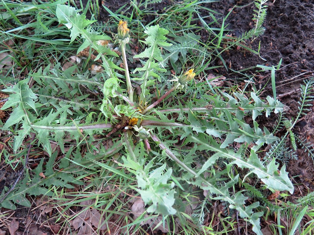 Taraxacum obliquilobum (door Otto Zijlstra)