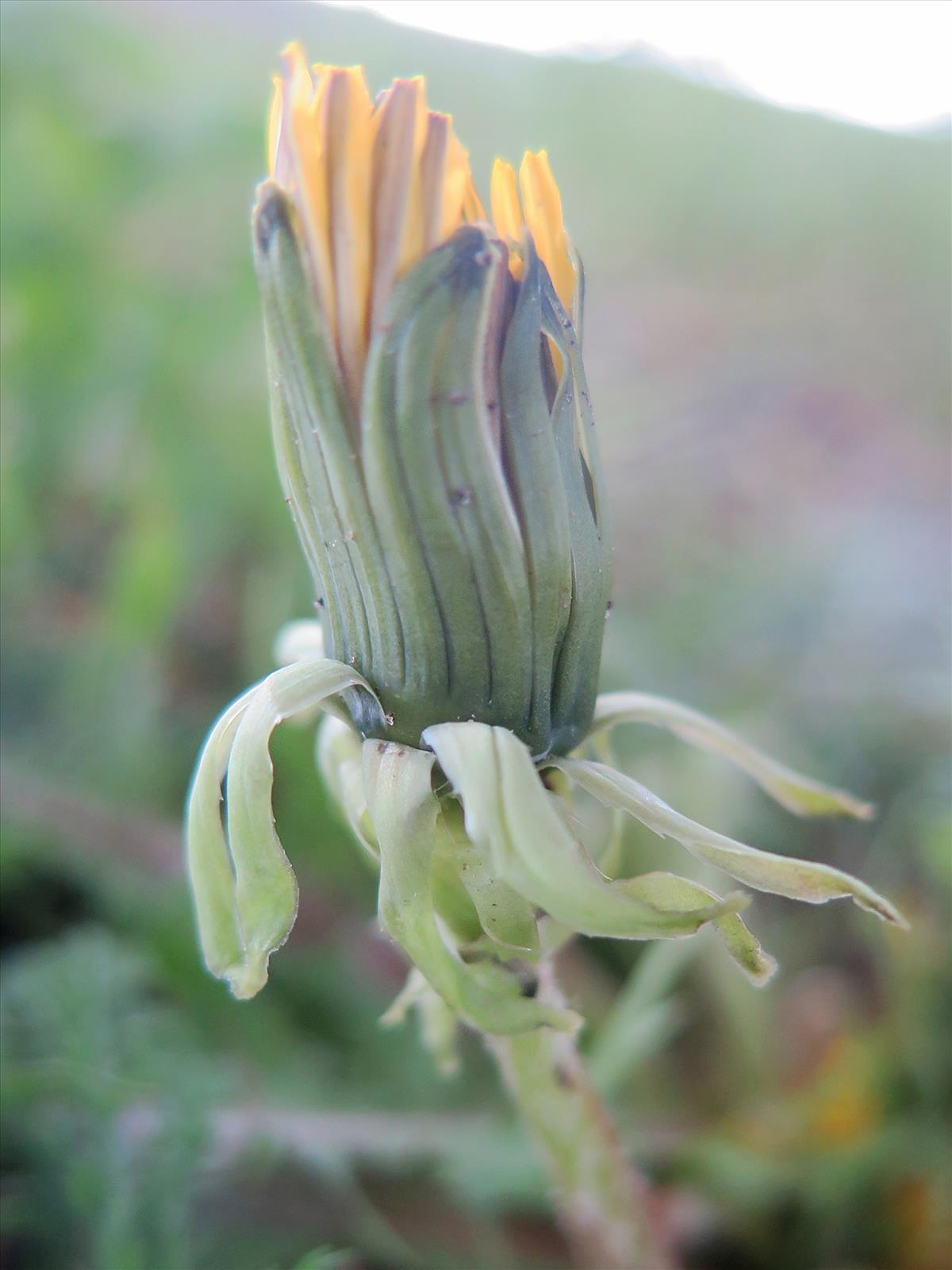 Taraxacum obliquilobum (door Otto Zijlstra)