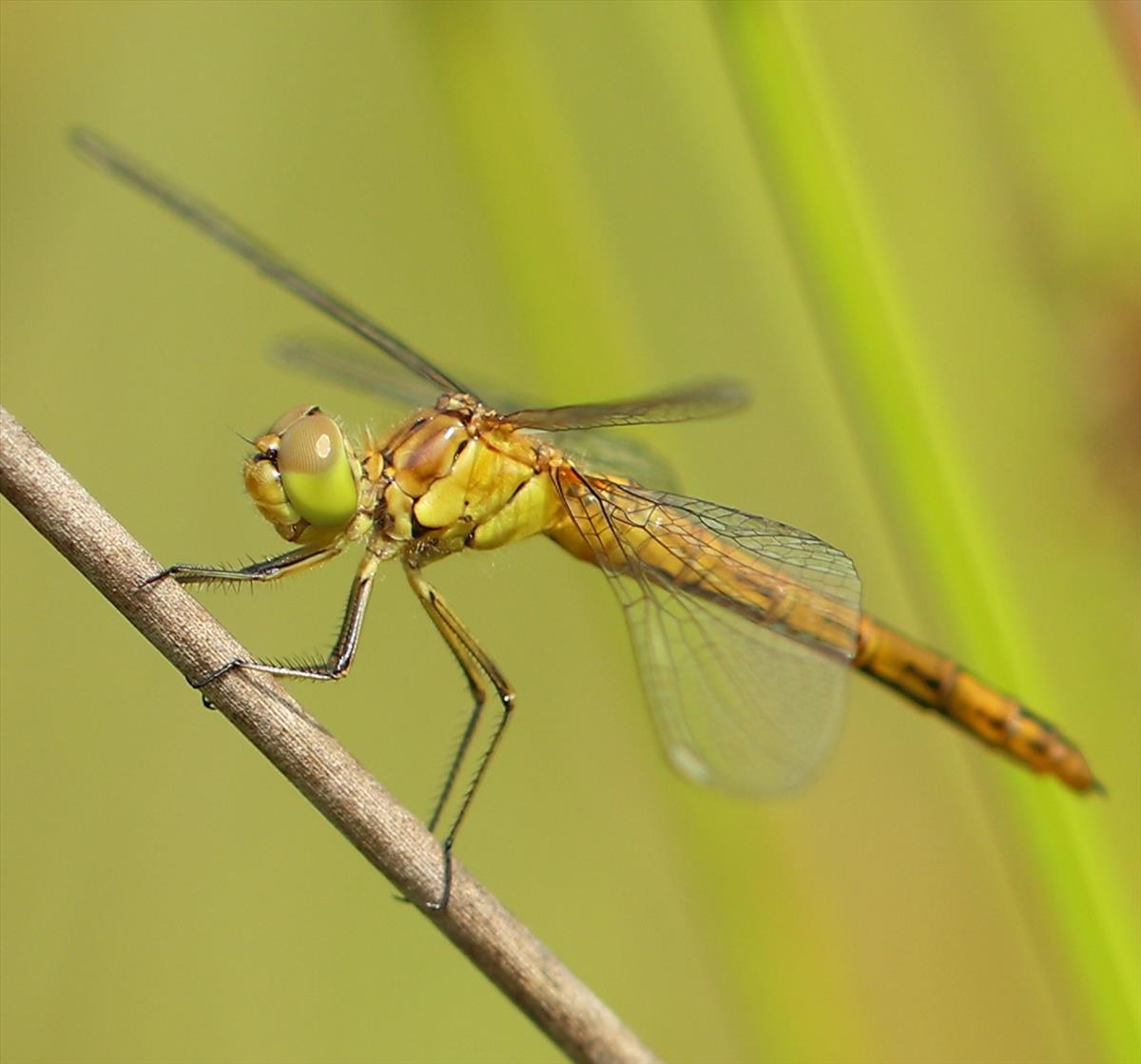 Sympetrum meridionale (door Tom Schrier)