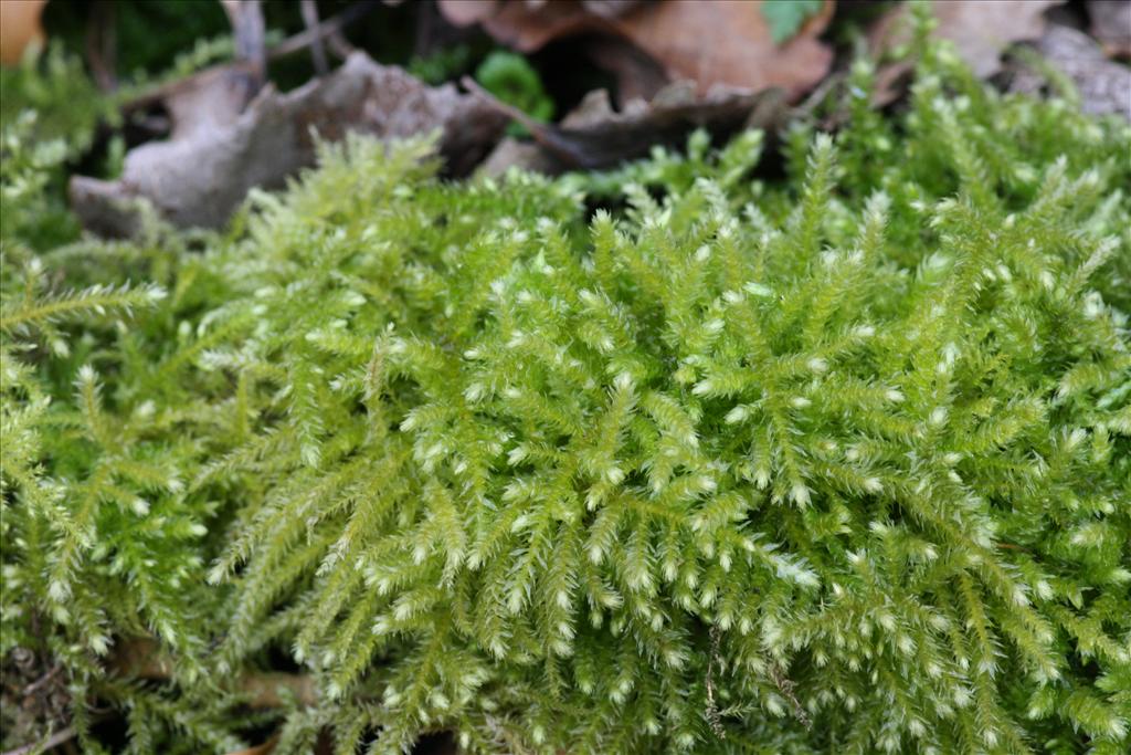 Eurhynchium striatum (door Hans Meijer)