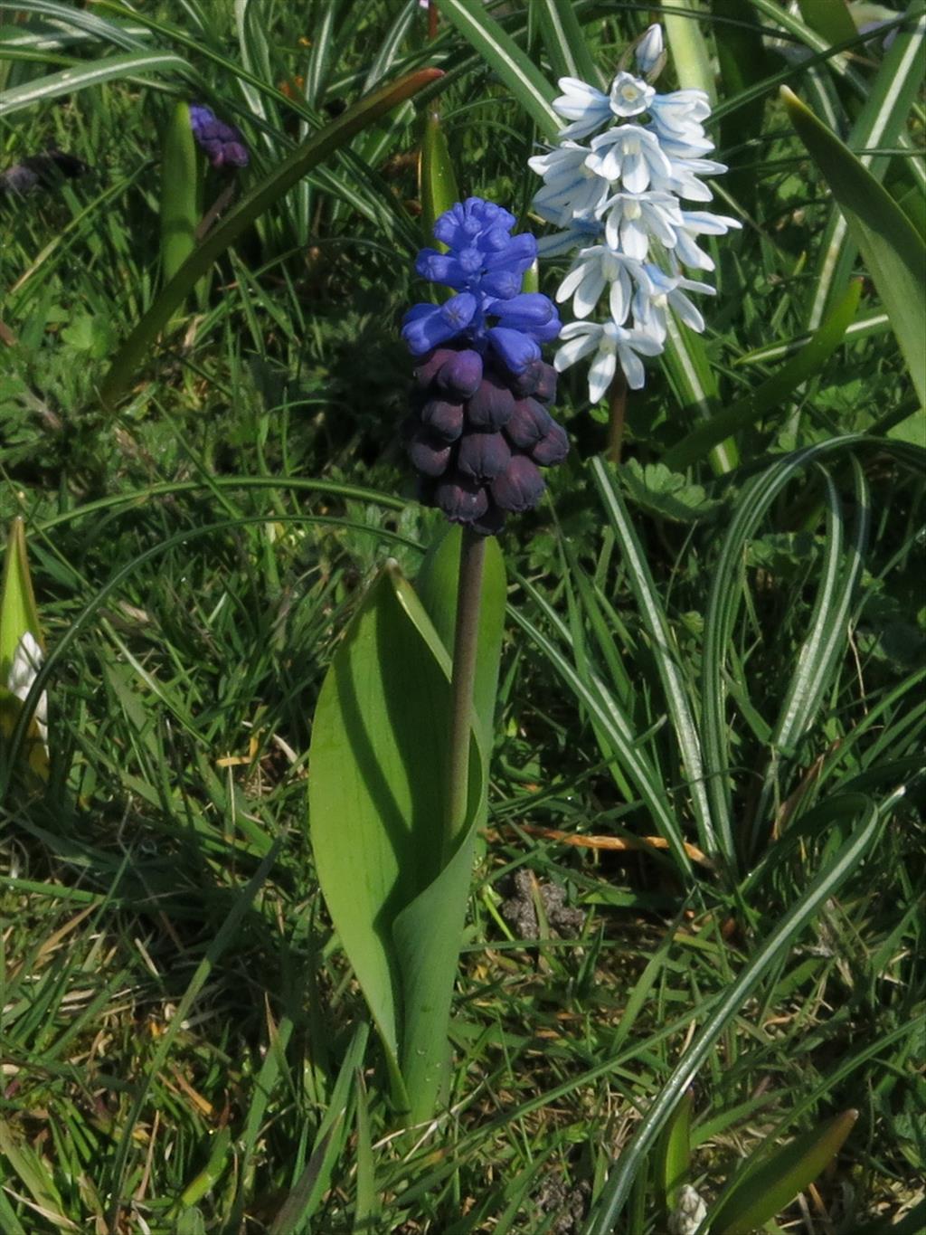 Muscari latifolium (door Hans Toetenel)