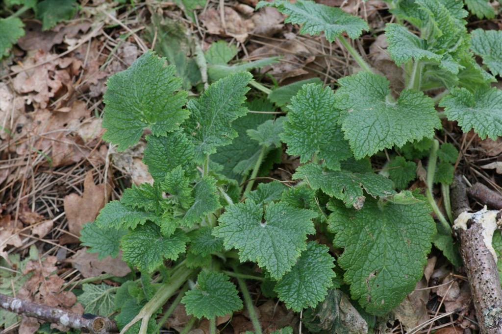 Scrophularia vernalis (door Hans Meijer)