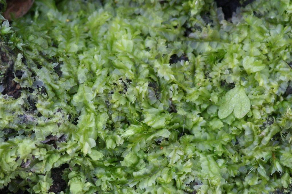 Lophocolea heterophylla (door Hans Meijer)