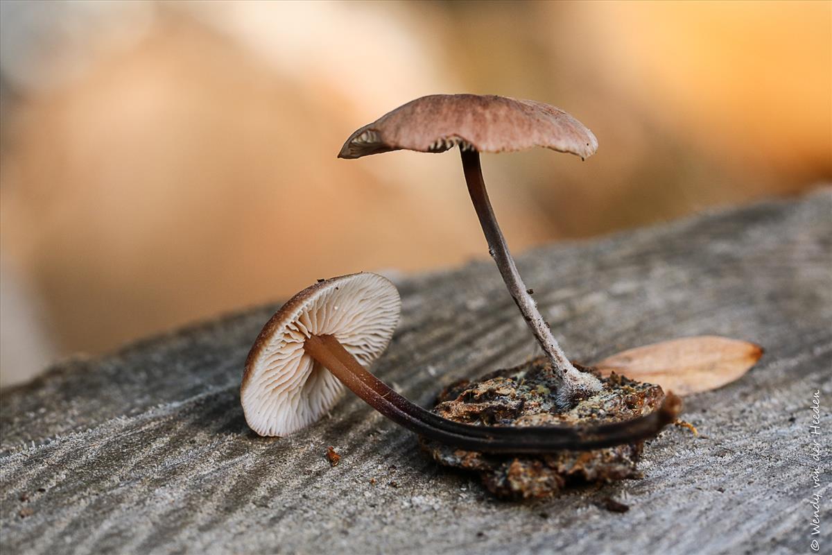 Gymnopus impudicus (door Wendy van der Heeden)