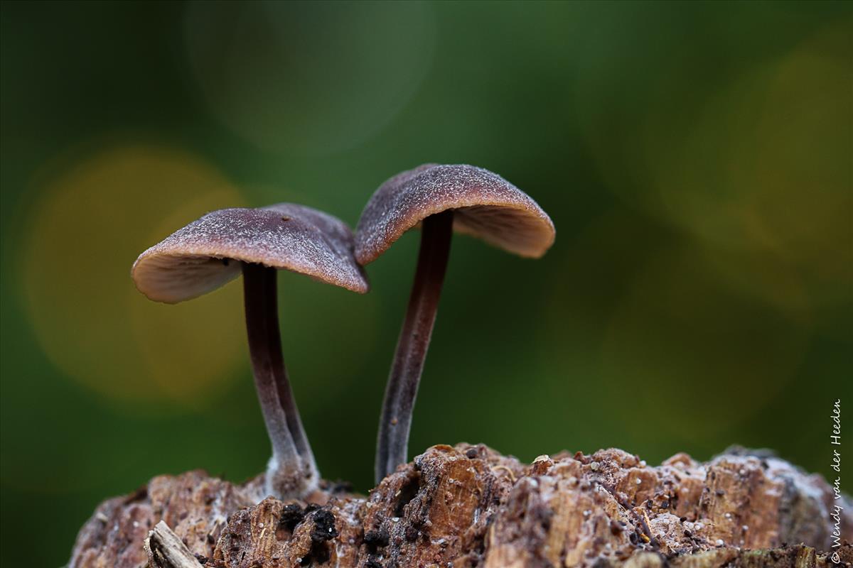 Gymnopus impudicus (door Wendy van der Heeden)