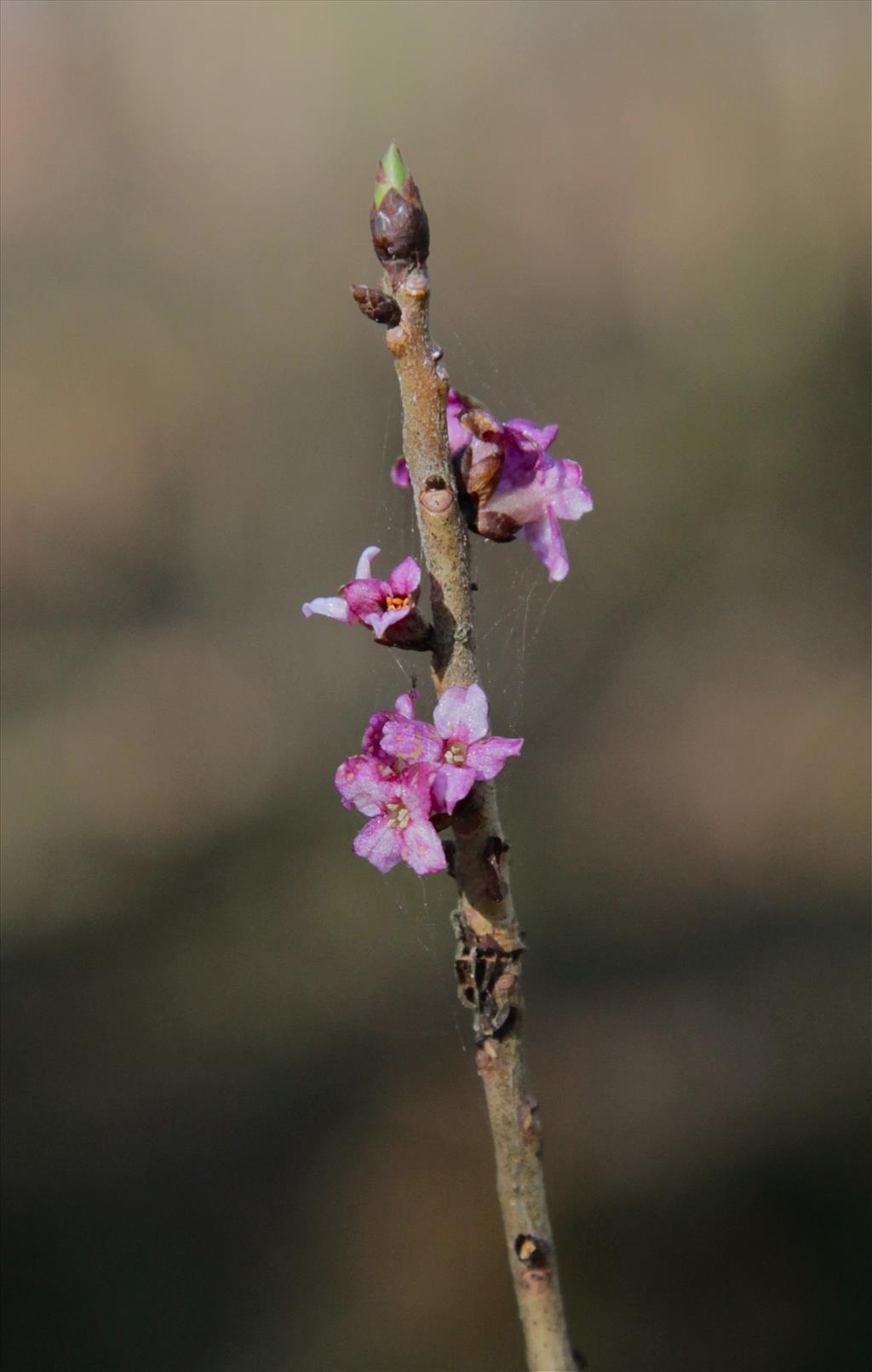 Daphne mezereum (door Jelle Hofstra)