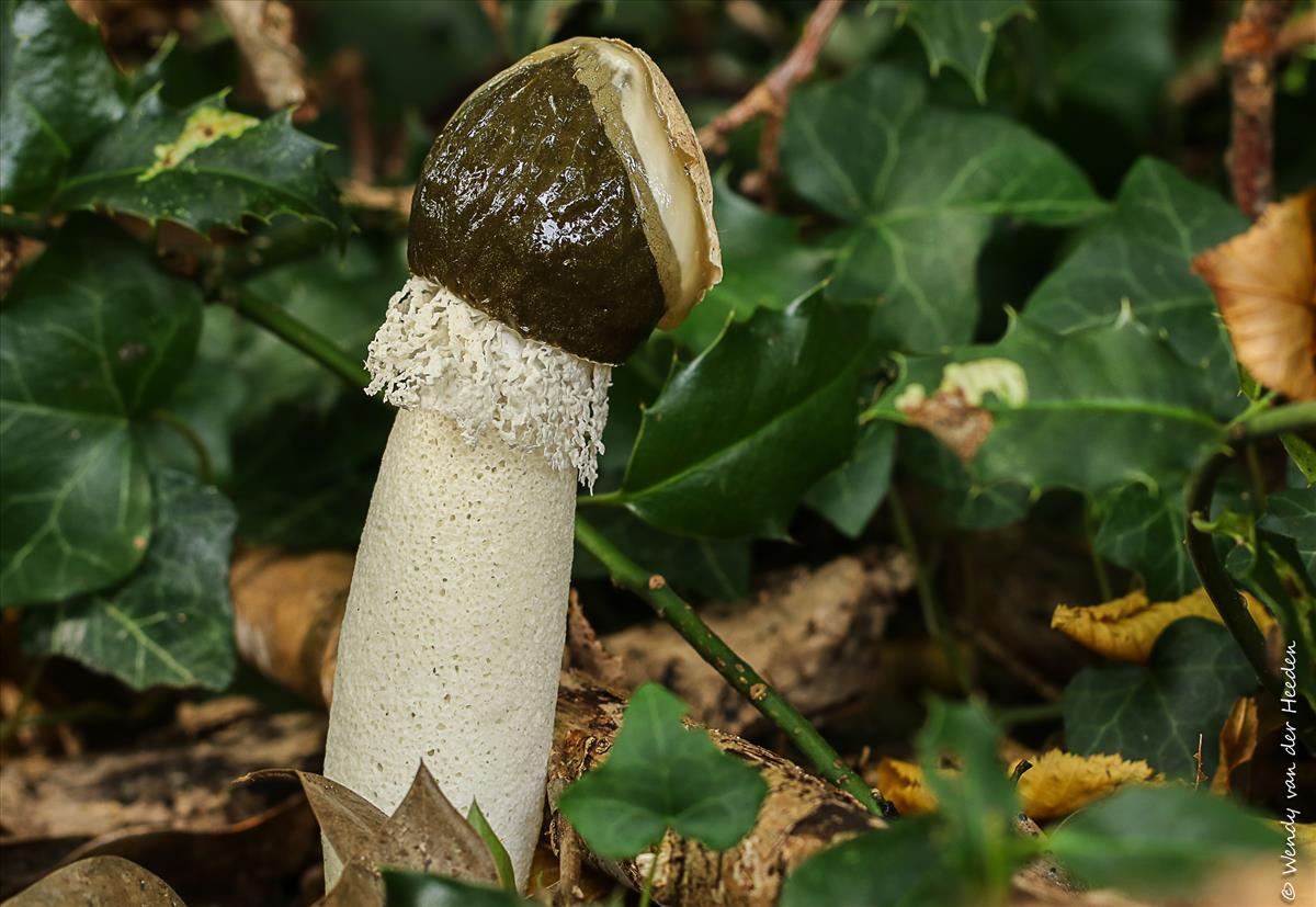 Phallus impudicus var. togatus (door Wendy van der Heeden)