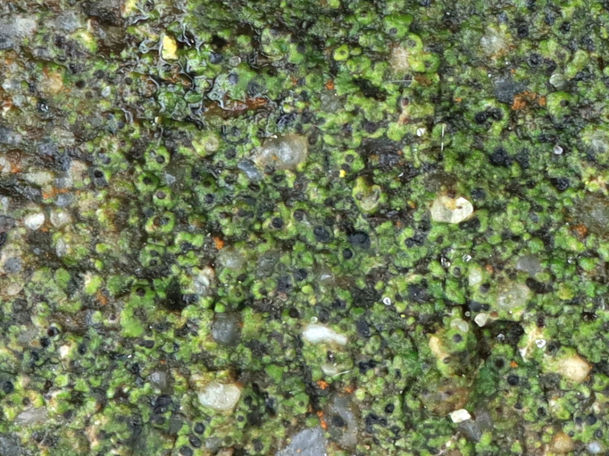 Verrucaria obfuscans (door Ruud van Middelkoop)