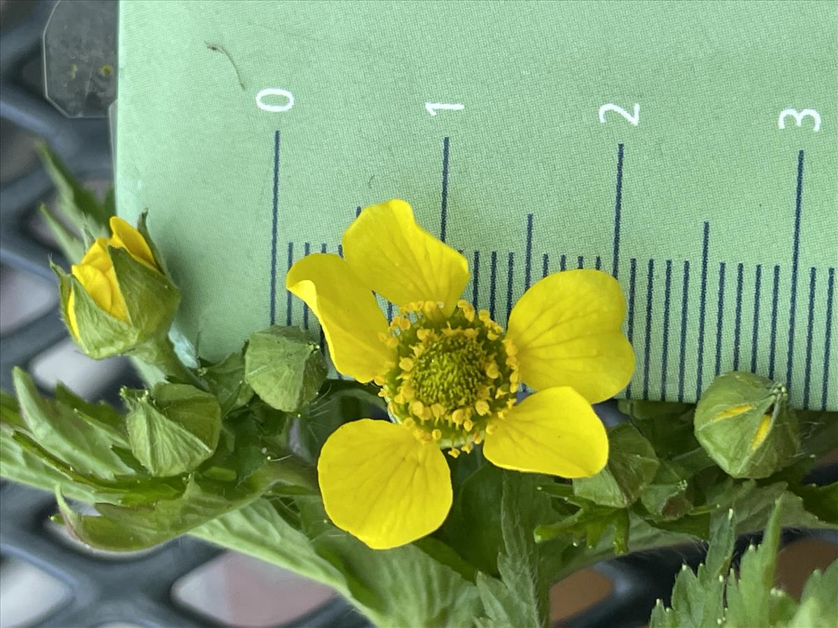 Geum macrophyllum (door Carleen de Graaf)