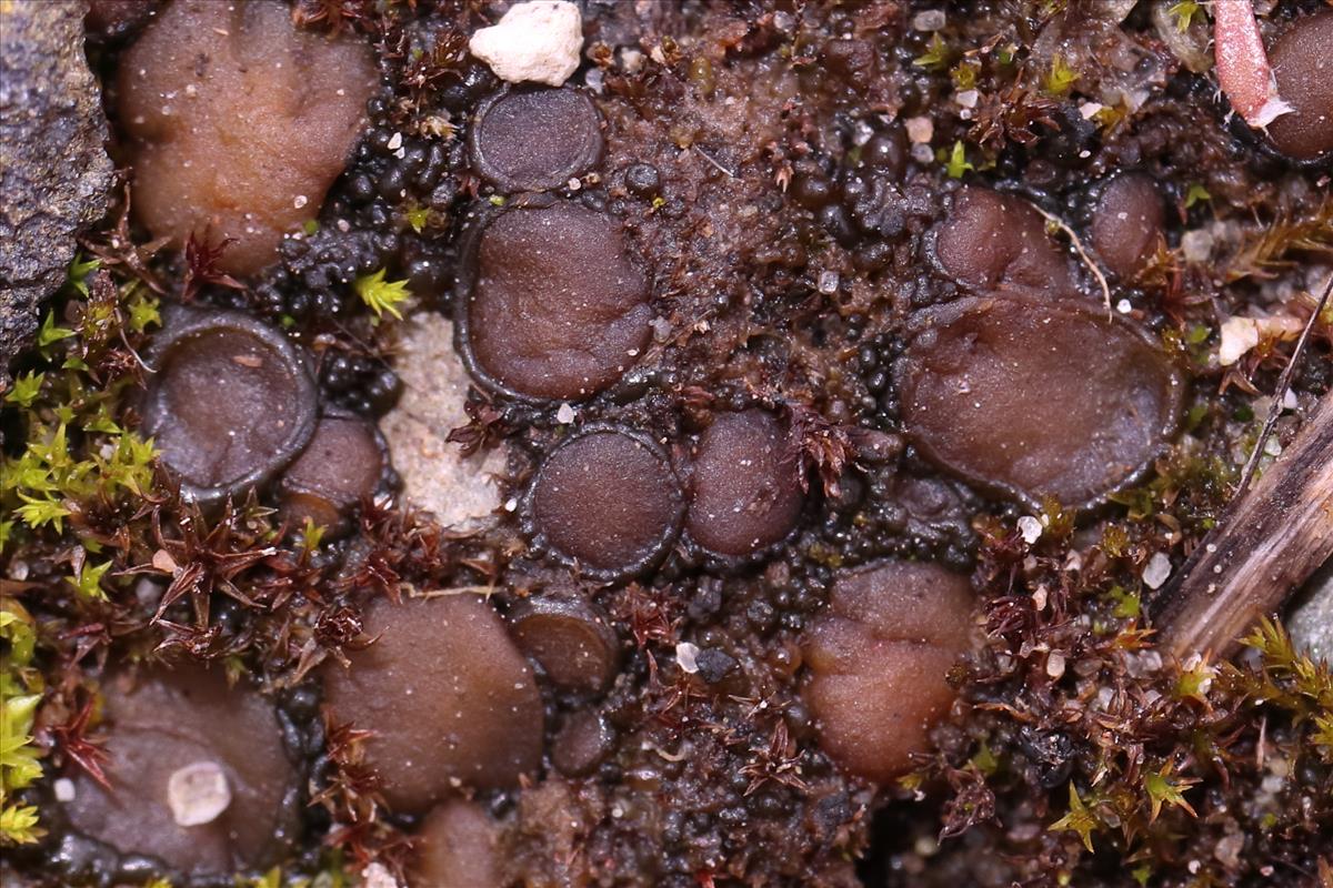 Enchylium limosum (door Niek Schrier)