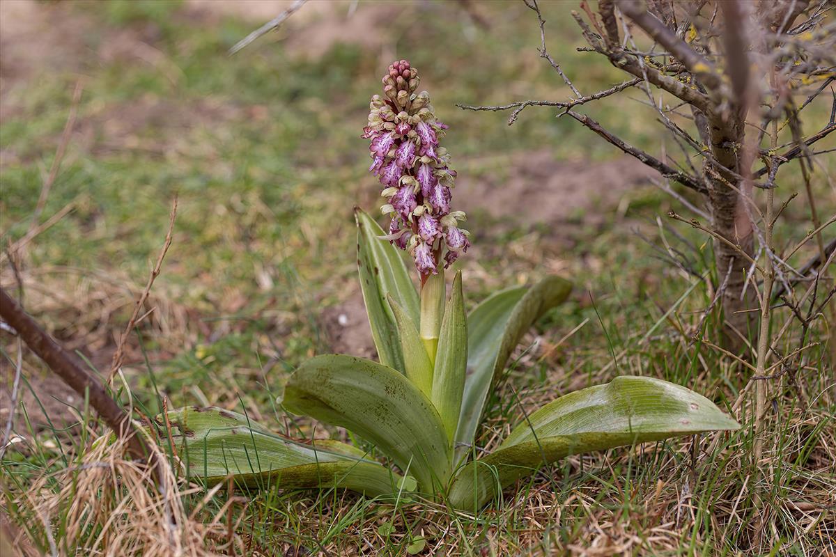 Himantoglossum robertianum (door Bert Blok)