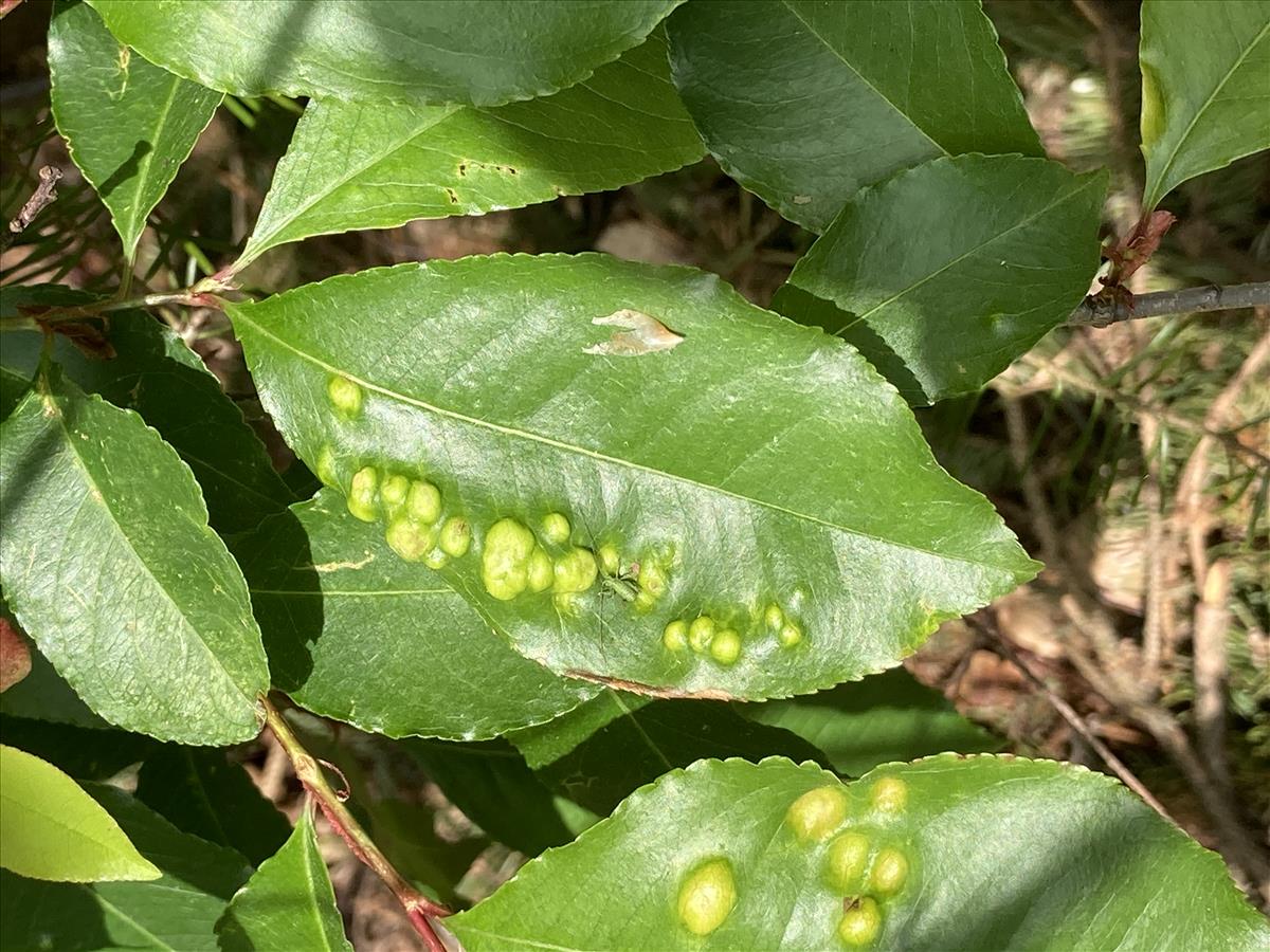 Taphrina farlowii (door Eduard Osieck)