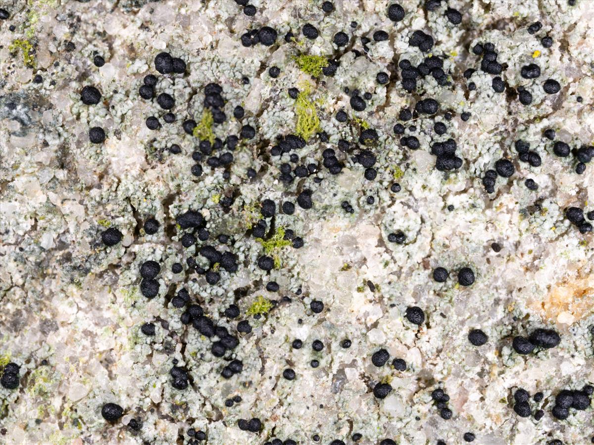 Micarea lignaria (door Matthijs Molenaar)